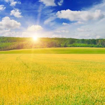 Wheat field and sunrise in the blue sky 스톡 사진