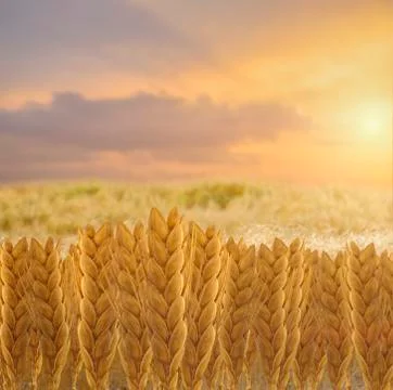 Wheat field and sunset Stock Photos