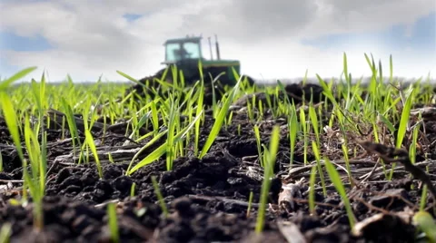 Wheat field and tractor Stock Footage