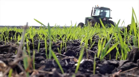 Wheat field and tractor Stock Footage 1046771