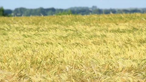 Wheat field and tree Stock Footage 76810779