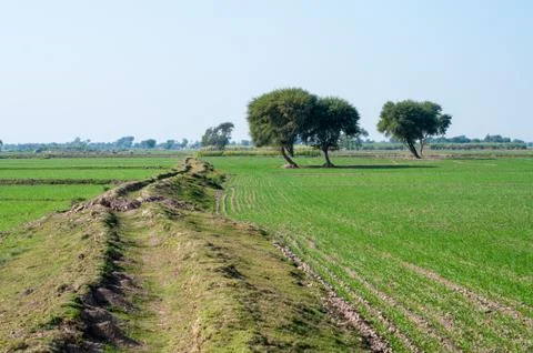 Wheat field and trees Stock Photos
