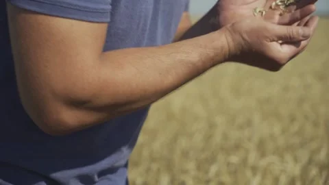 Wheat field and wheat in hand. Manual filming, panorama. 動画素材 317538713