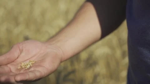 Wheat field and wheat in hand. Manual filming, panorama. Stock-Footage 317540044