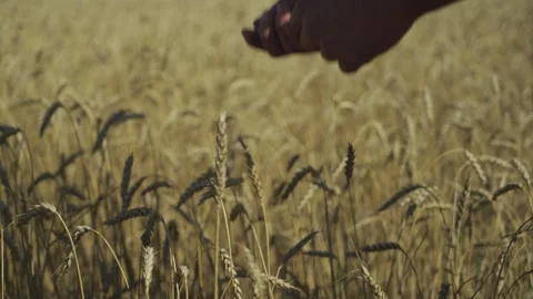 Wheat field and wheat in hand. Manual filming, panorama. Stock-Footage 317541900
