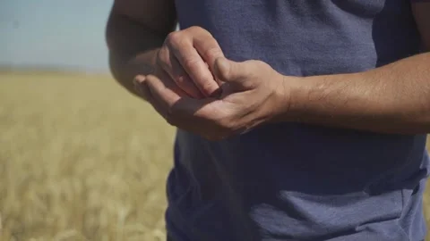 Wheat field and wheat in hand. Manual filming, panorama. Vídeos de archivo 317544404