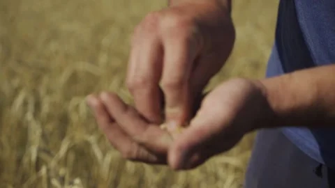 Wheat field and wheat in hand. Manual filming, panorama. Vídeo Stock 317548262