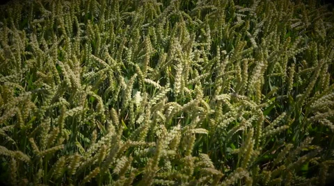 Wheat field and wind Stock Footage 40031972