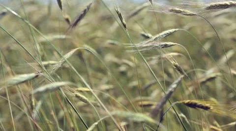 Wheat field and wind Stock Footage 46303024