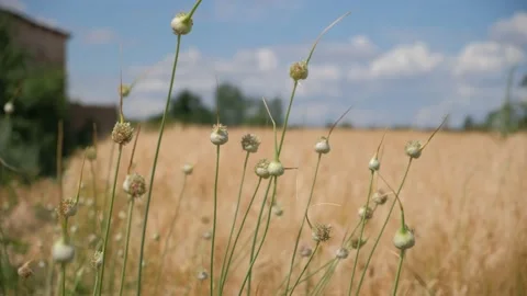 Wheat field and wind 動画素材 196104998