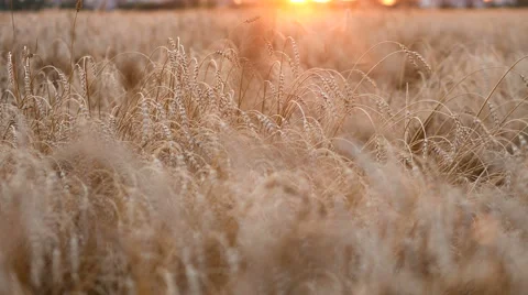 Wheat In Field and yellow sunset Stock Footage 65263372