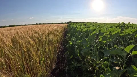 A wheat field and a young soybean field are two separate fields 動画素材 337579222