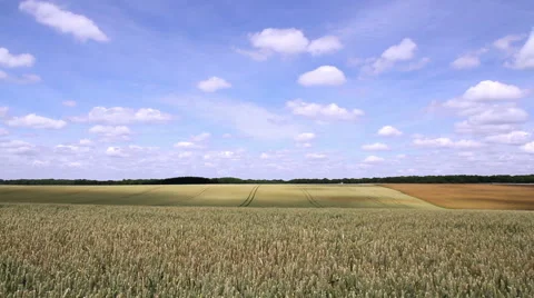 Wheat field in anticipation of maturation. Video stock 40054280