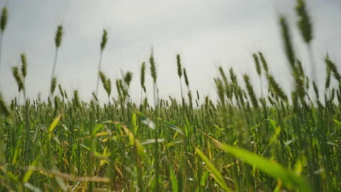 Wheat Field in Australia forward movement slow motion Stock-Footage 208950935