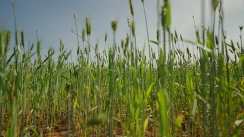 Wheat Field in Australia pan left to right slow motion Stock Footage 208950909