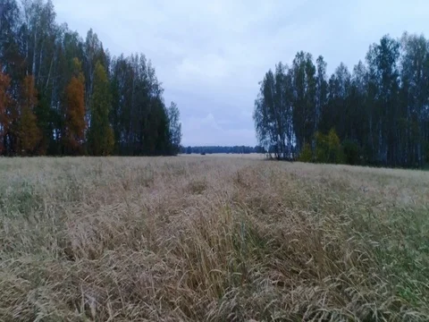 A wheat field in autumn weather Stock Footage