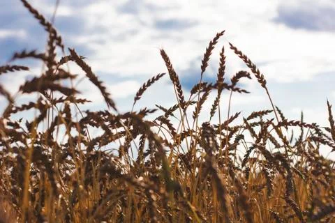 Wheat field. Back light Stock Photos