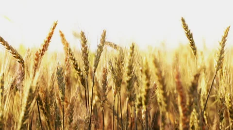 Wheat field back lit; close up  Stock Footage 35943524