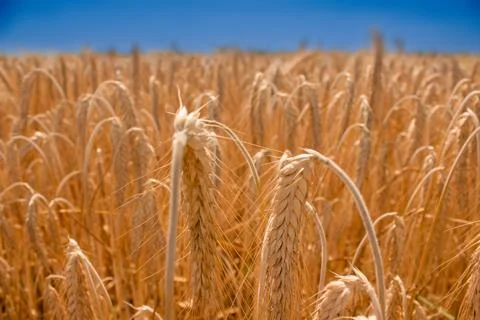 Wheat field on the background of blue clear sky. Stock Photos