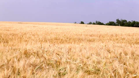 Wheat field on a background of blue sky Video stock 26145751