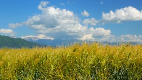 Wheat field on the background of blue sky and white clouds. Stock Footage 96423161