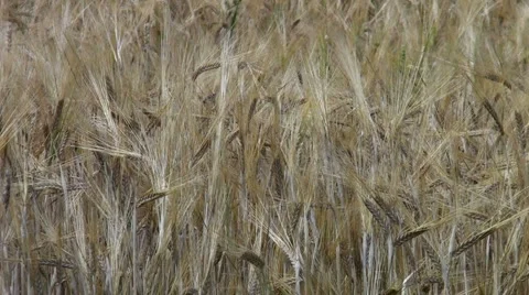 Wheat field background Stock Footage 982043