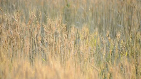 Wheat Field Background Stock Footage 51776473