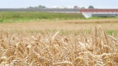 Wheat field on the background of the highway. Wheat field in windy weather Stock Footage 203593397