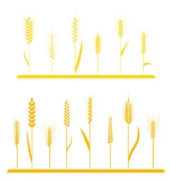 Wheat field background. Stock Illustration