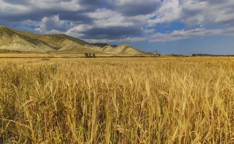 Wheat field in the background of mountains Stock Photos