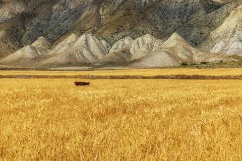 Wheat field in the background of mountains Stock Photos