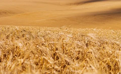 Wheat field background or texture Stock-Fotos