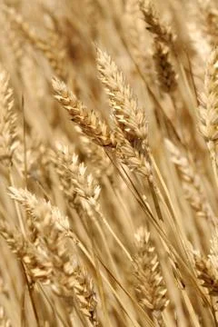 Wheat field background Stock Photos