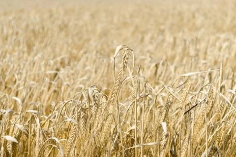 Wheat field background Stock Photos