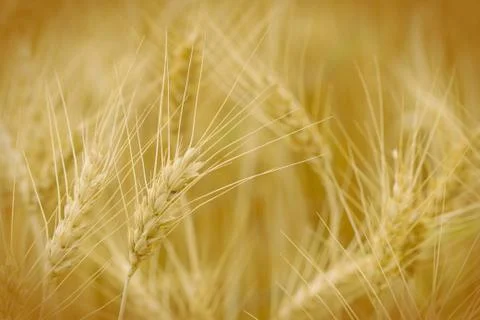 Wheat field for background Stock Photos