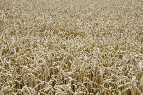 Wheat field background Foto stock