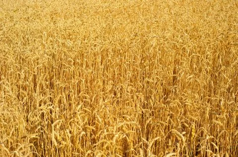 Wheat field background Stock-Fotos