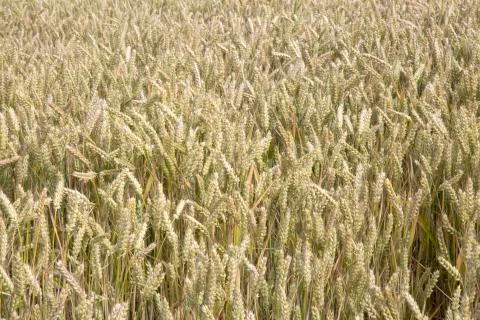 Wheat Field Background Stock Photos