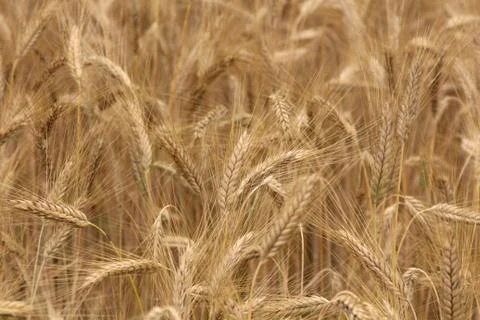 Wheat field background Stock Photos