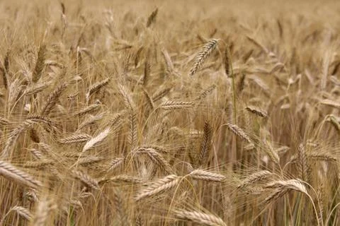Wheat field background Stock Photos