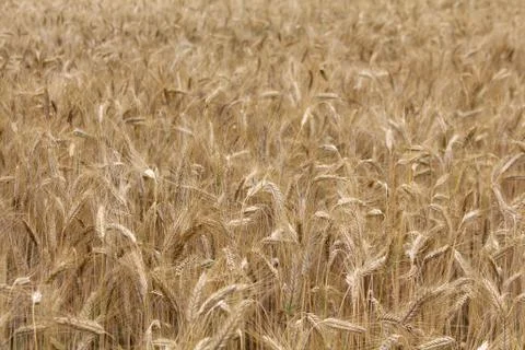 Wheat field background Stock Photos
