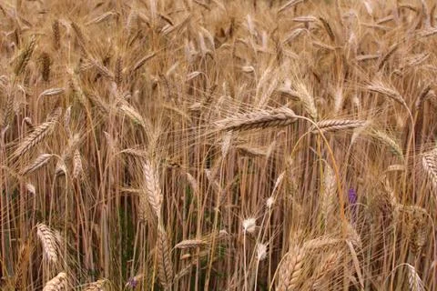 Wheat field background Stock Photos