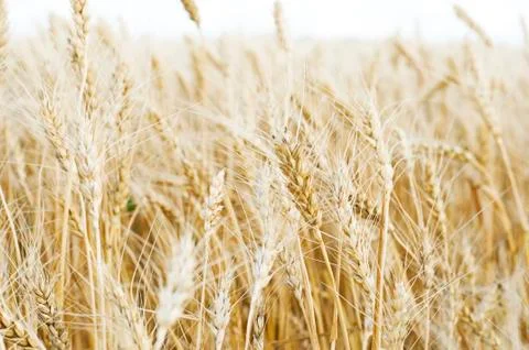 Wheat field background Stock-Fotos