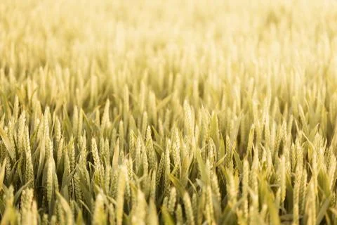 Wheat field background Stock Photos