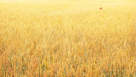 Wheat field background Stock Photos