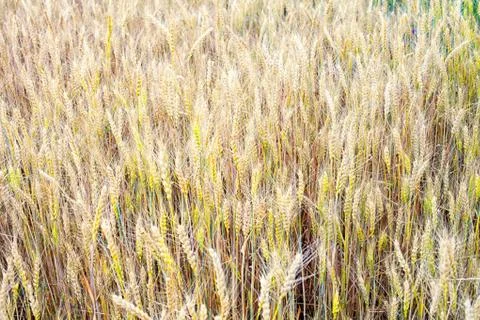 Wheat on the field, background Stock Photos