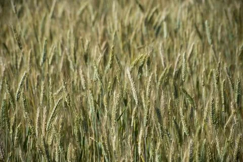 Wheat field background Stock Photos