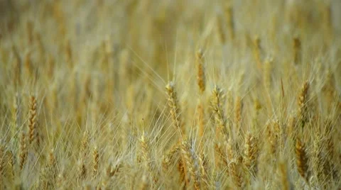 Wheat Field Background -  Realictic Colours Stock Footage 51775950