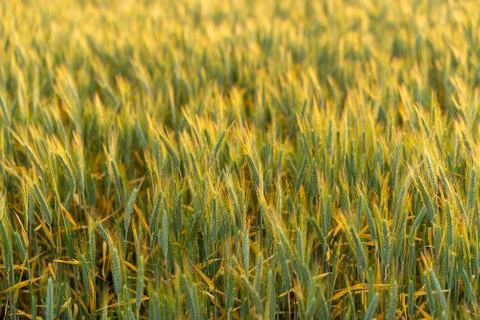 Wheat field. Background of ripening ears of wheat field. Stock Photos