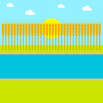 Wheat field background with river and sun. Summer landscape.  Stock Illustration